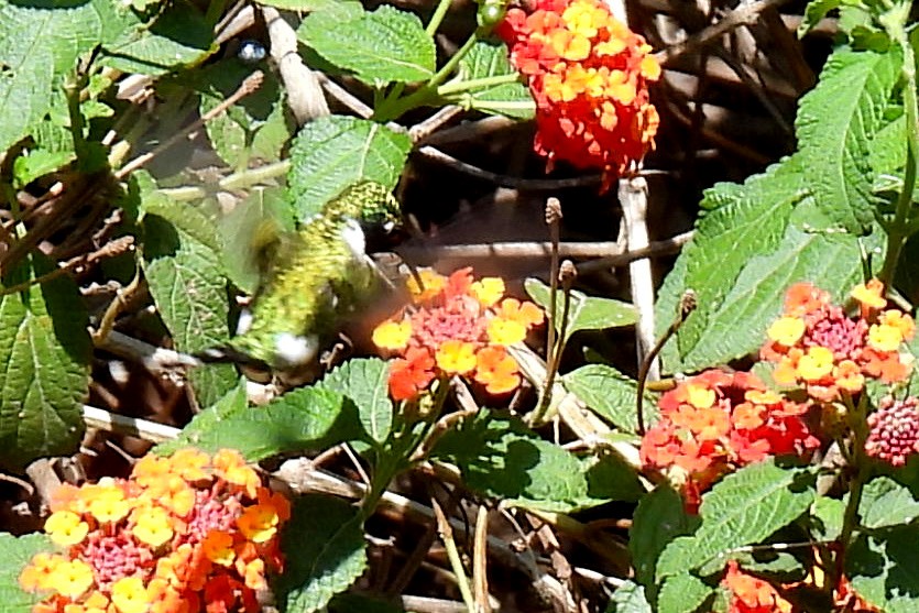 Sparkling-tailed Hummingbird - ML620286717