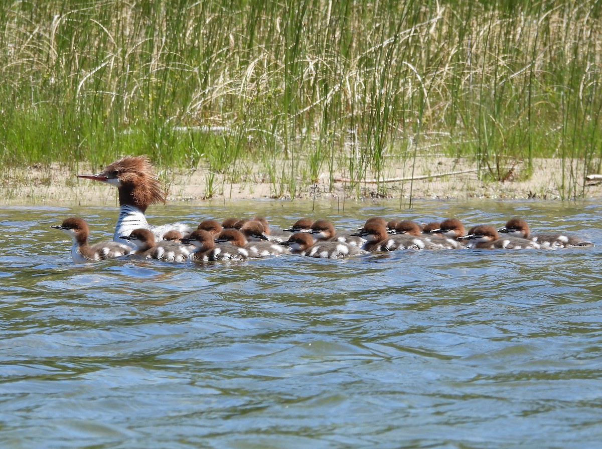 Common Merganser - ML620286722