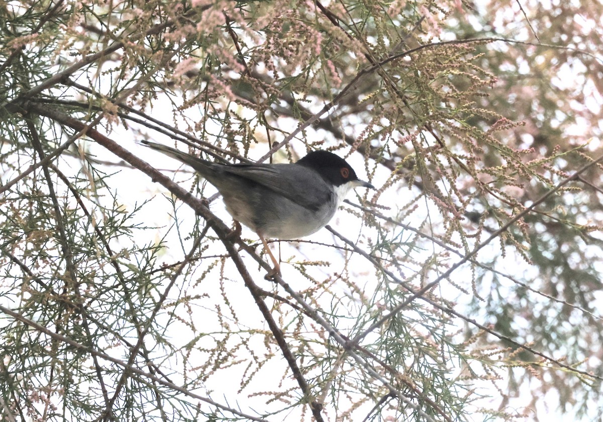 Sardinian Warbler - ML620286726