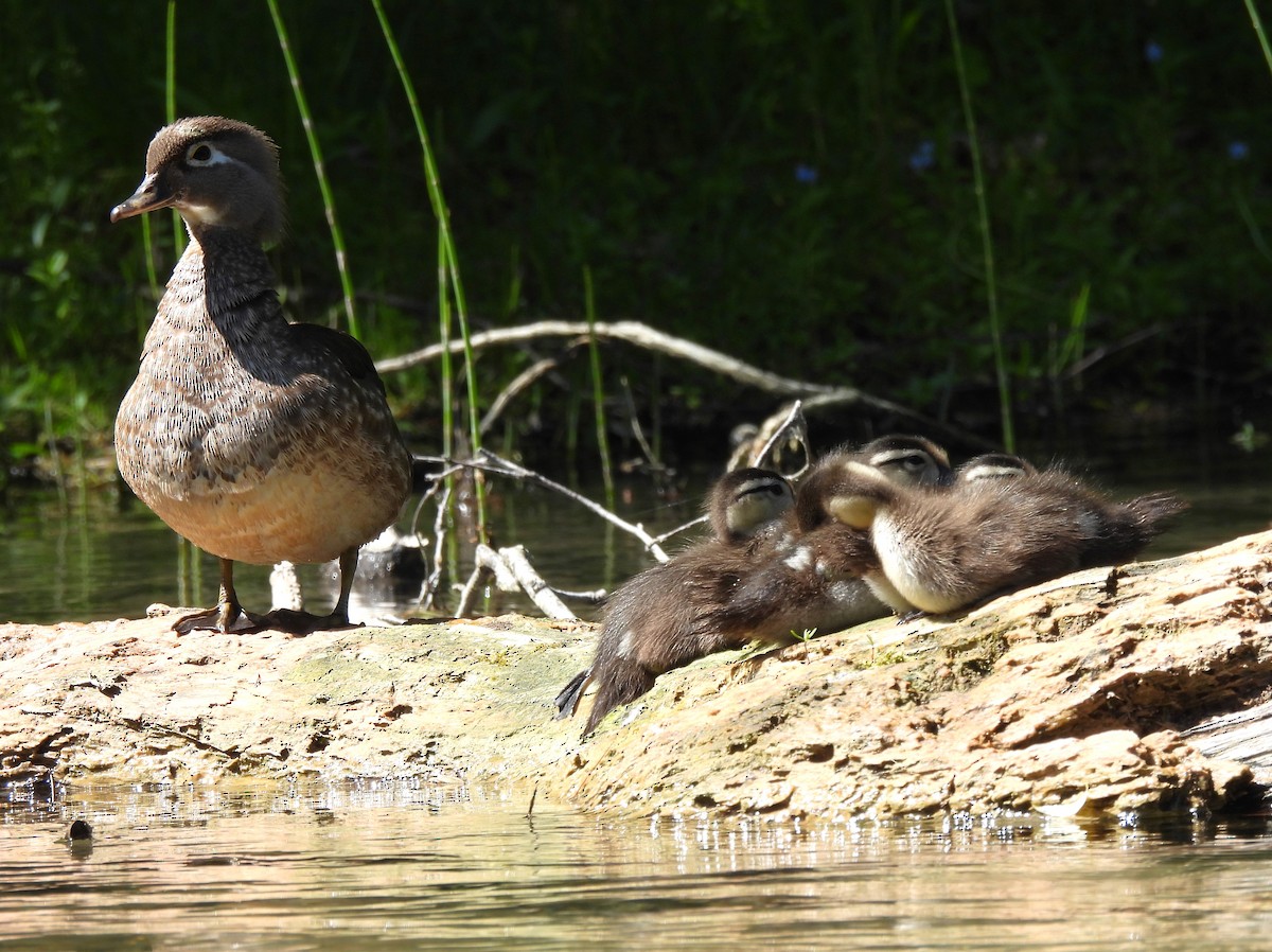 Wood Duck - Jenny Young