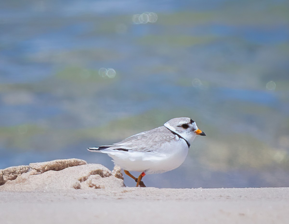 Piping Plover - ML620286732