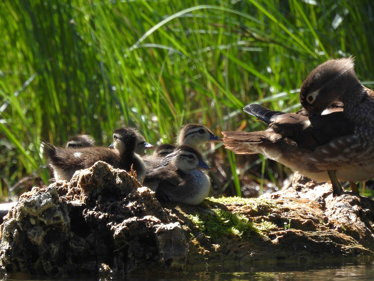 Wood Duck - ML620286735