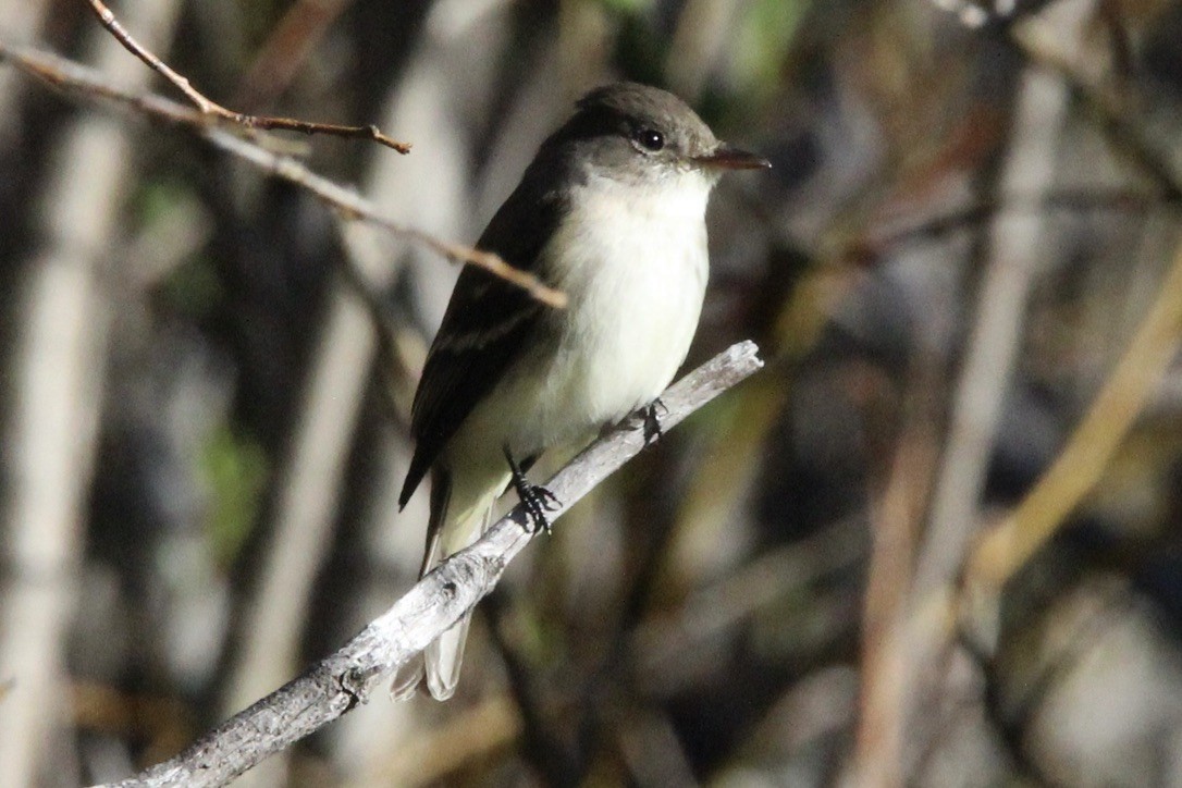 Willow Flycatcher - ML620286736