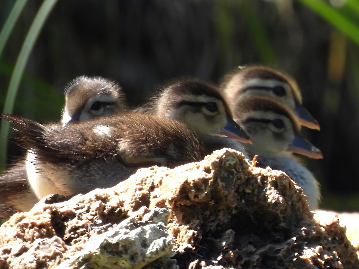 Wood Duck - ML620286737