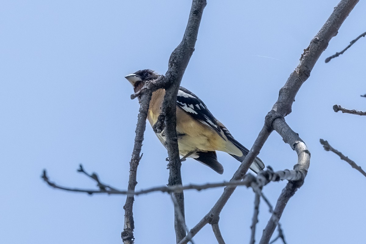 Cardinal à tête noire - ML620286738