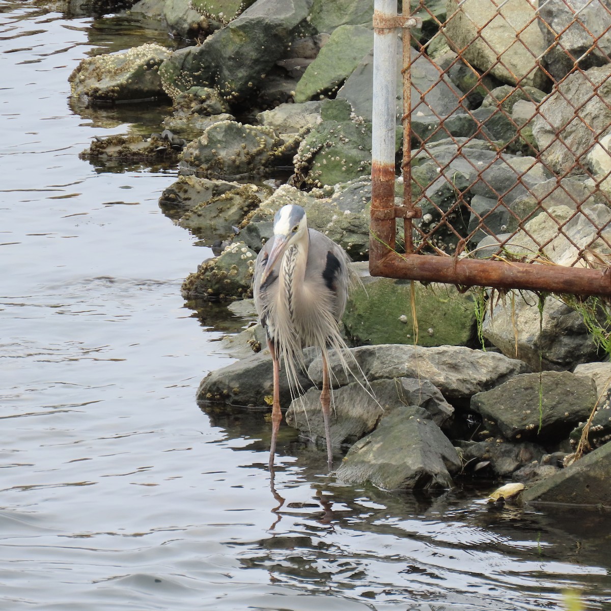 Great Blue Heron - ML620286739