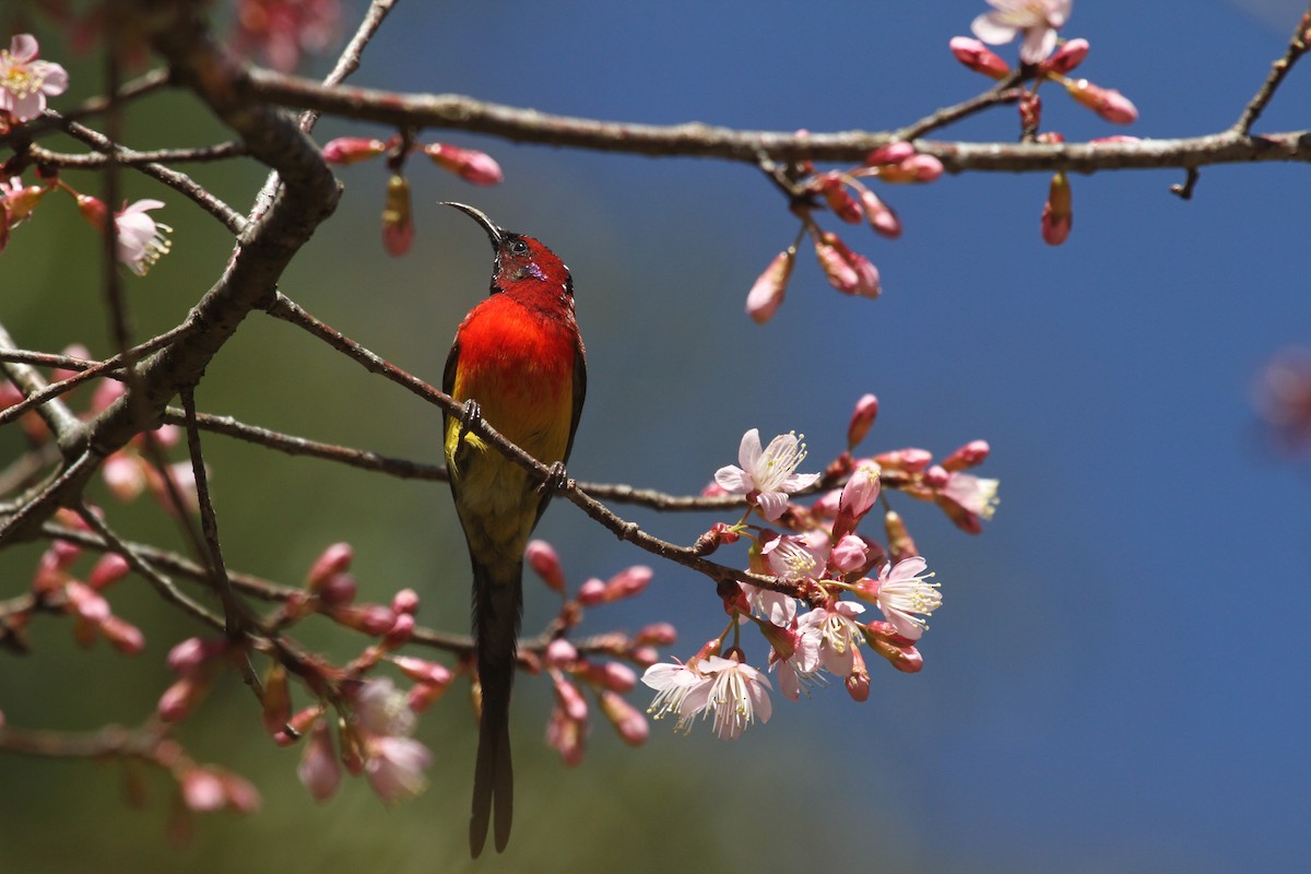 藍喉太陽鳥 - ML620286741