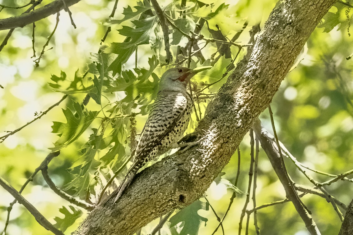 Northern Flicker - ML620286746