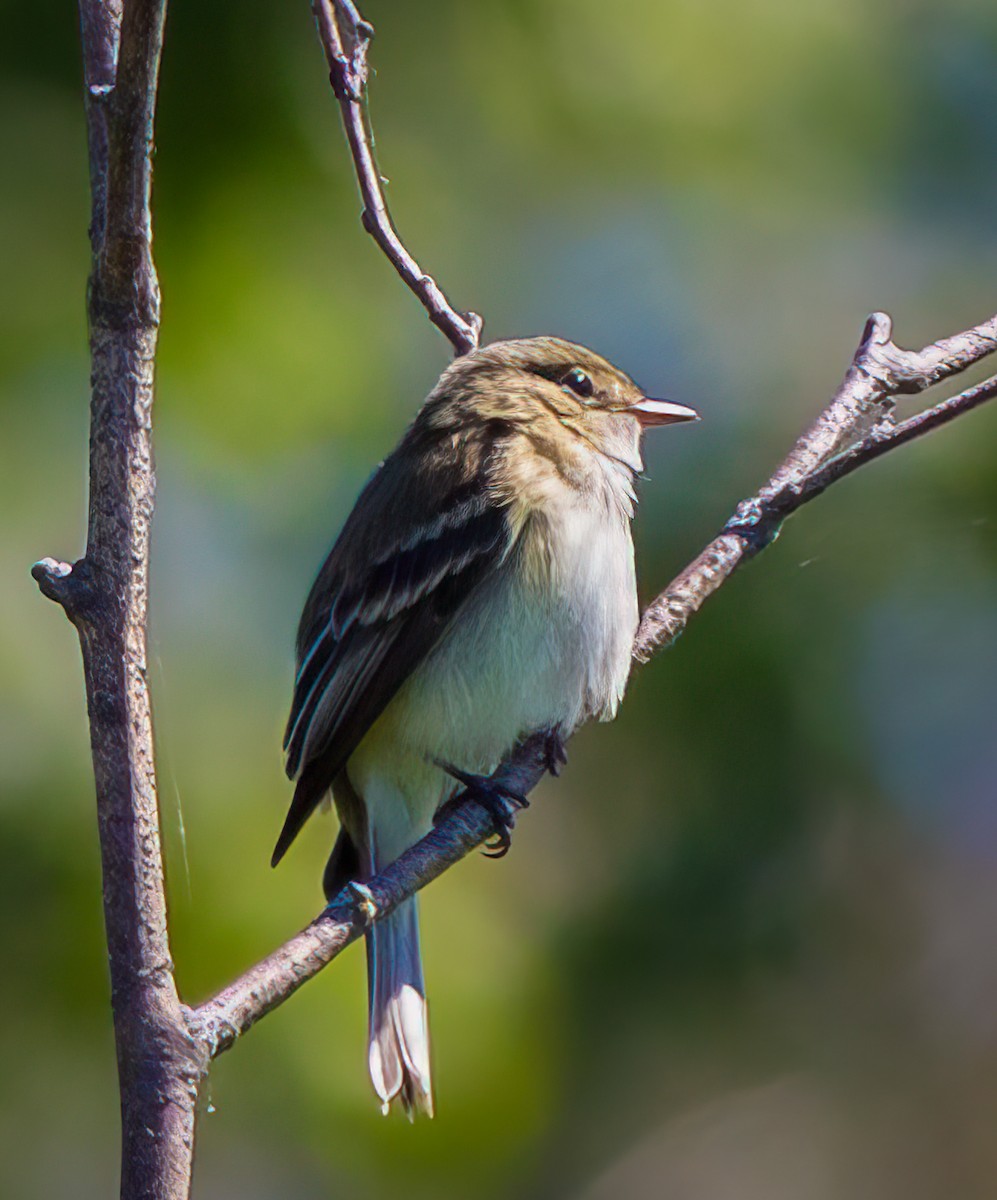 Alder Flycatcher - ML620286748