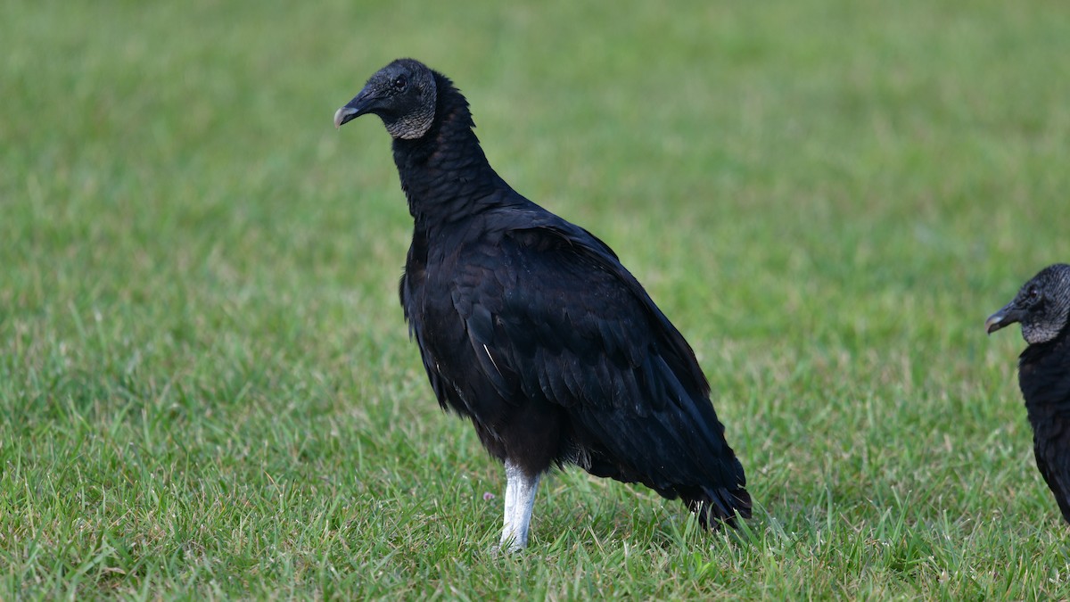 Black Vulture - ML620286749