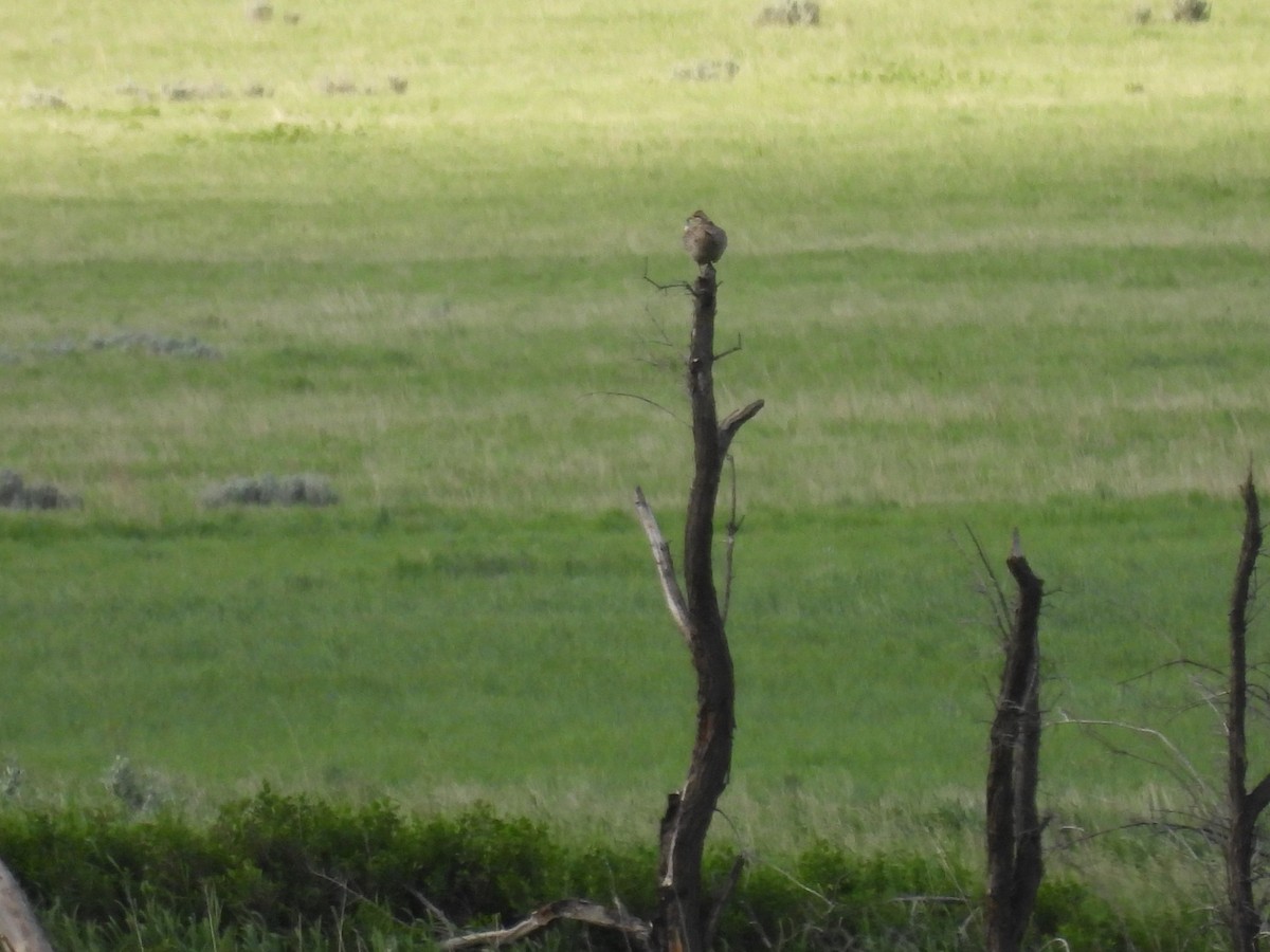 Gallo de las Praderas Rabudo - ML620286751