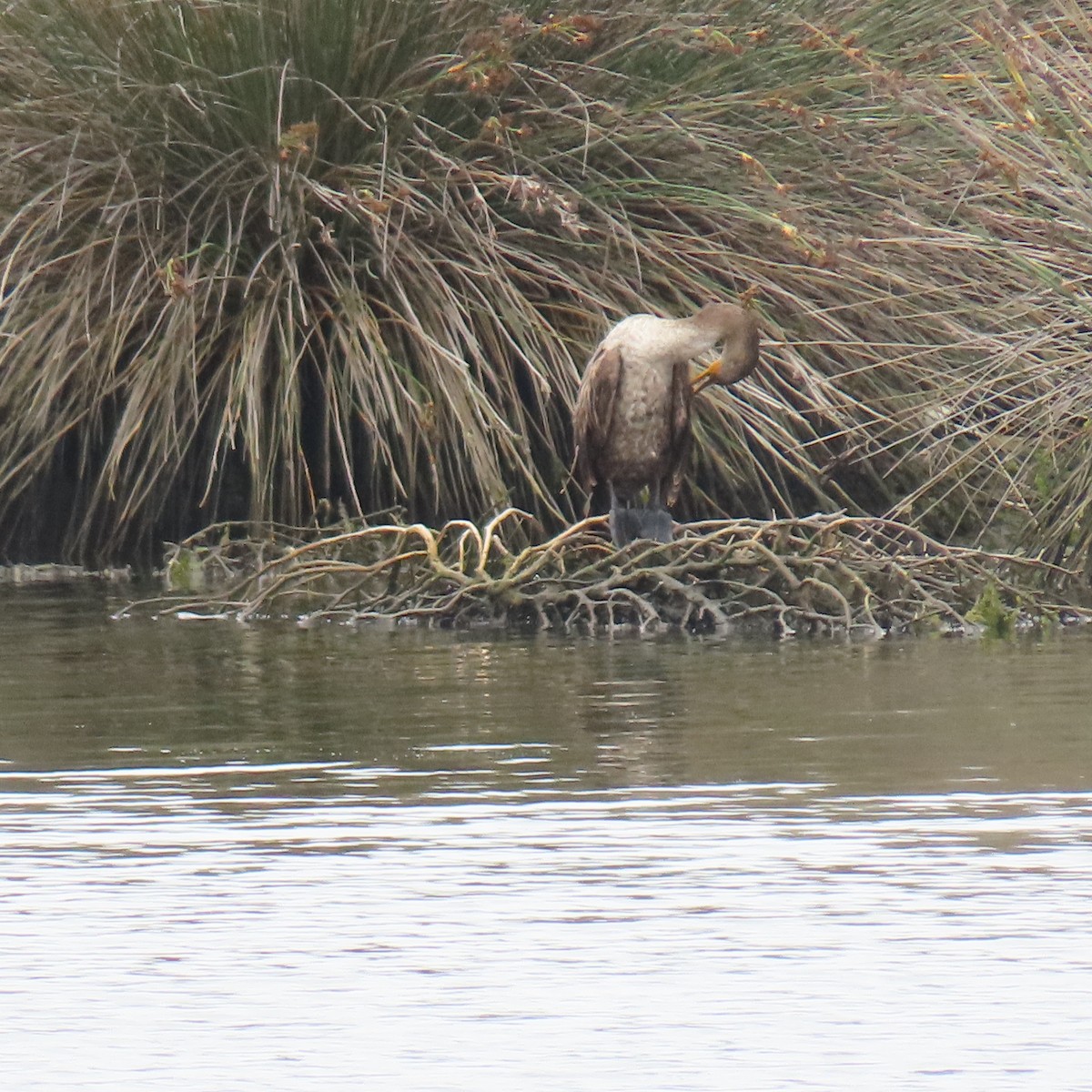 Double-crested Cormorant - ML620286754