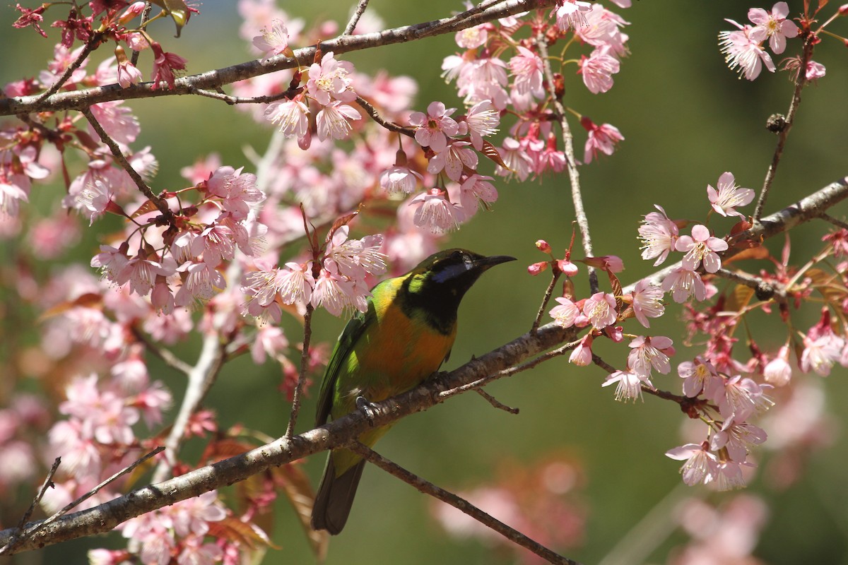 Orangebauch-Blattvogel - ML620286756