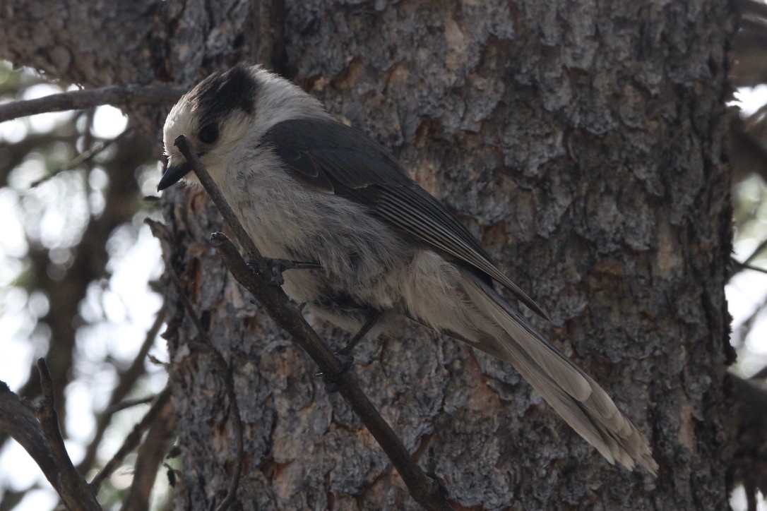 Canada Jay - ML620286757