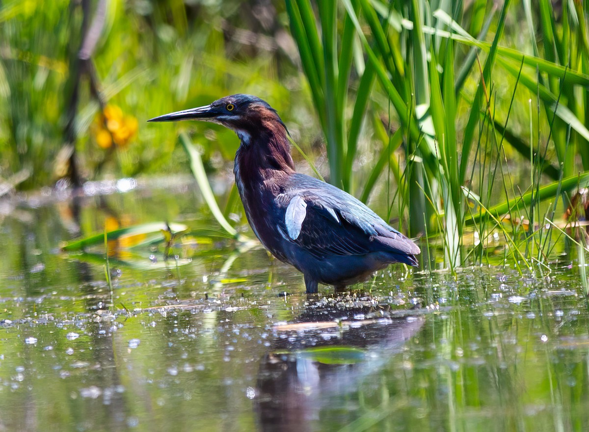 Green Heron - ML620286761