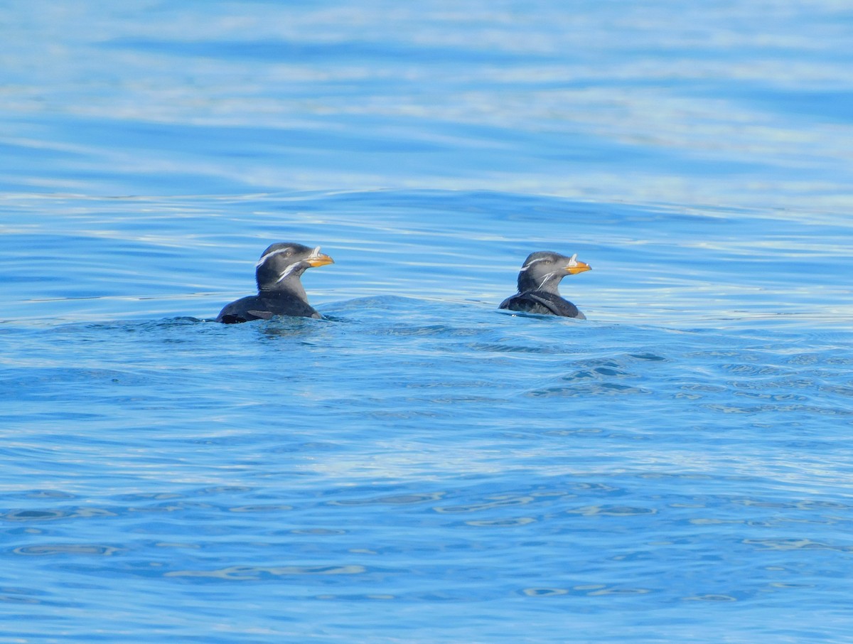 Rhinoceros Auklet - ML620286766