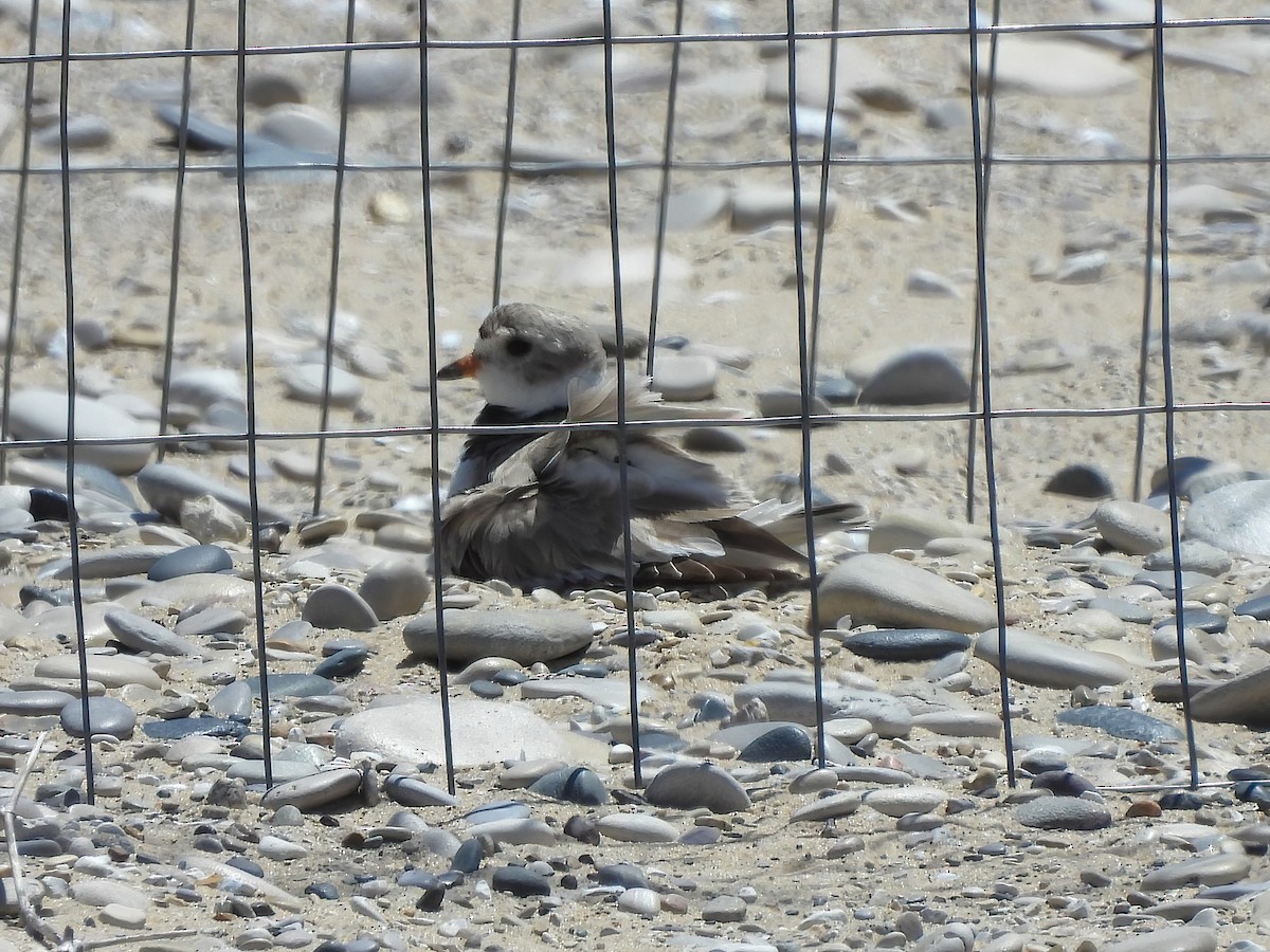 Piping Plover - ML620286772