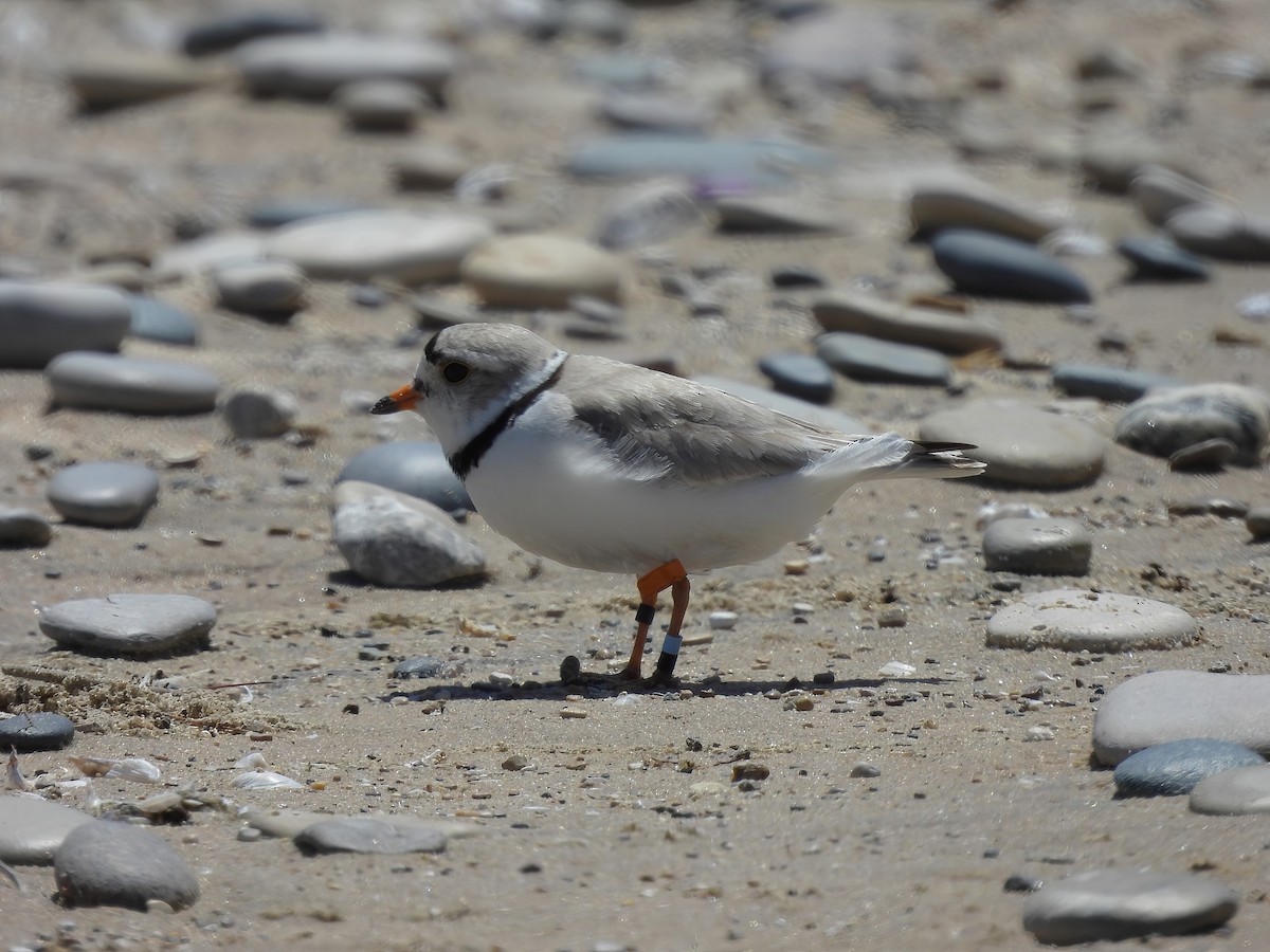 Piping Plover - ML620286774