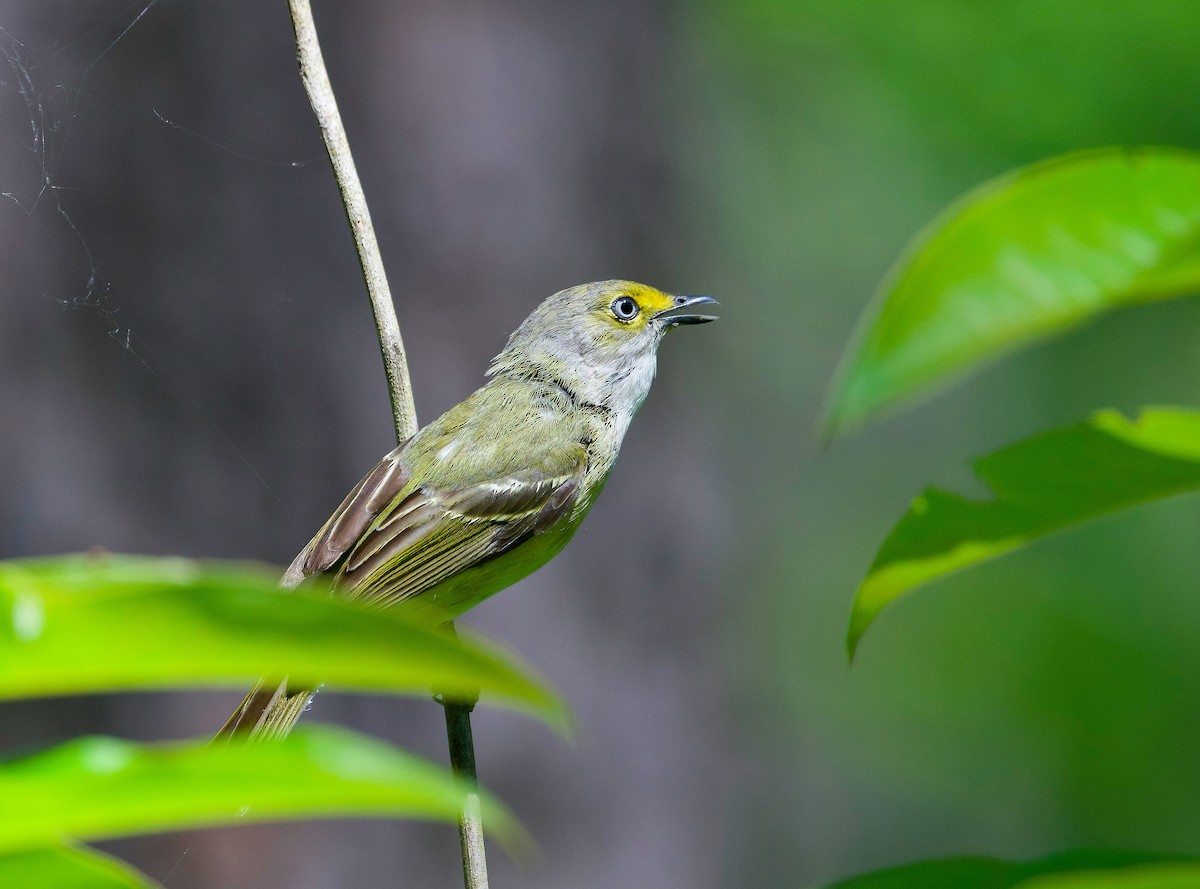 White-eyed Vireo - ML620286775