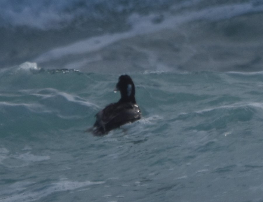 Surf Scoter - ML620286785