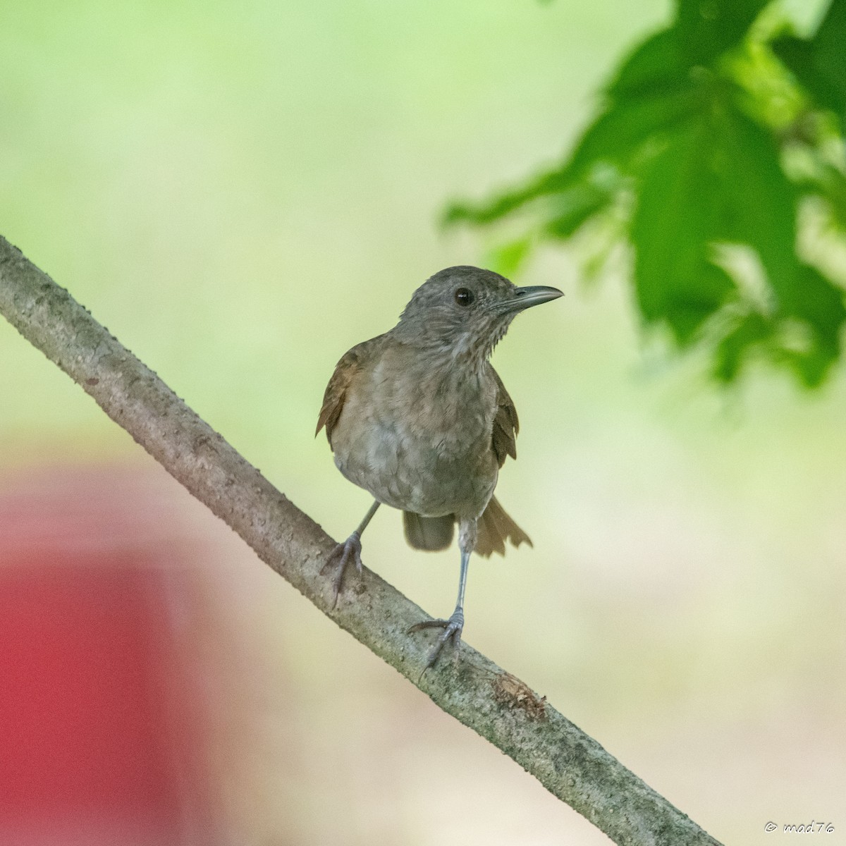 Pale-breasted Thrush - ML620286788