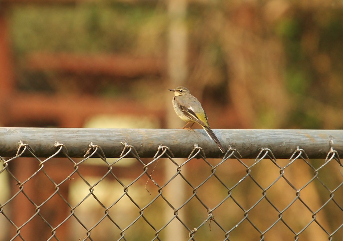 Gray Wagtail - ML620286789