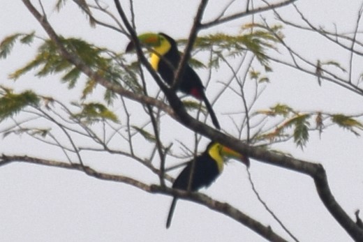 Toucan à carène - ML620286792