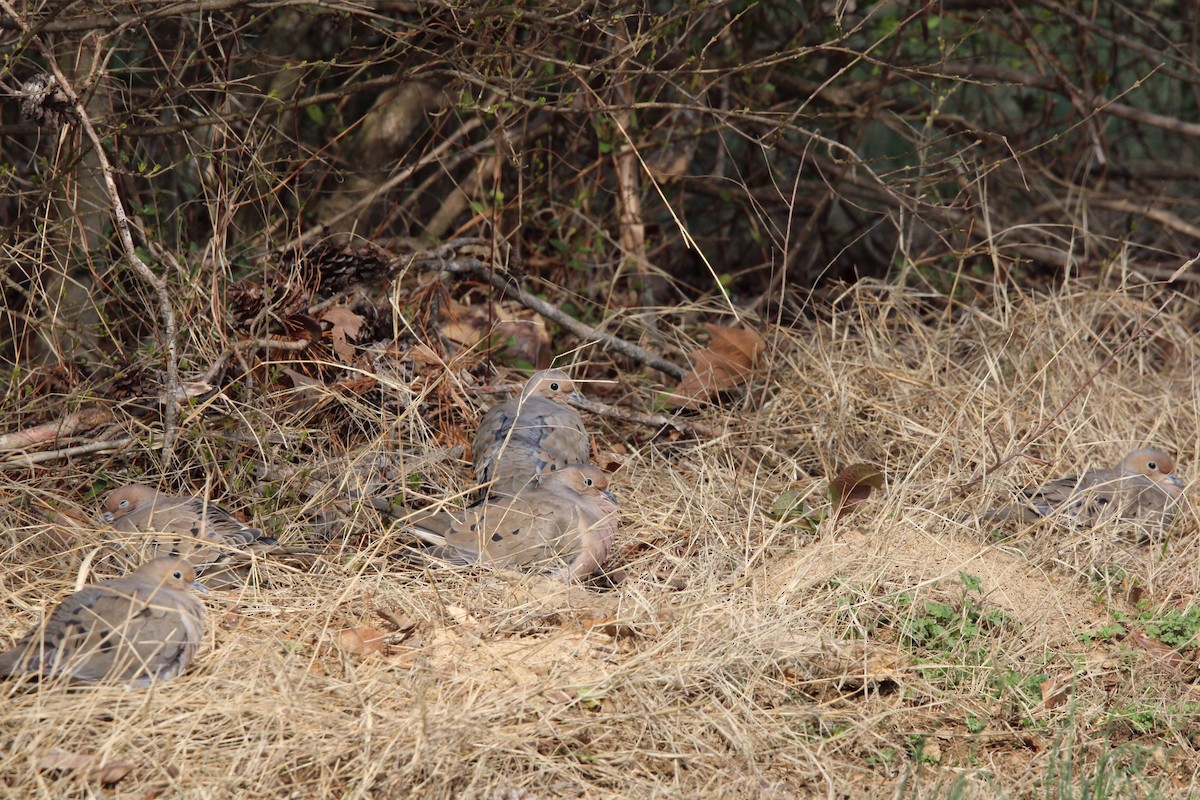 Mourning Dove - ML620286798