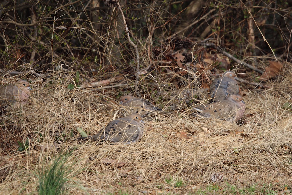 Mourning Dove - ML620286800