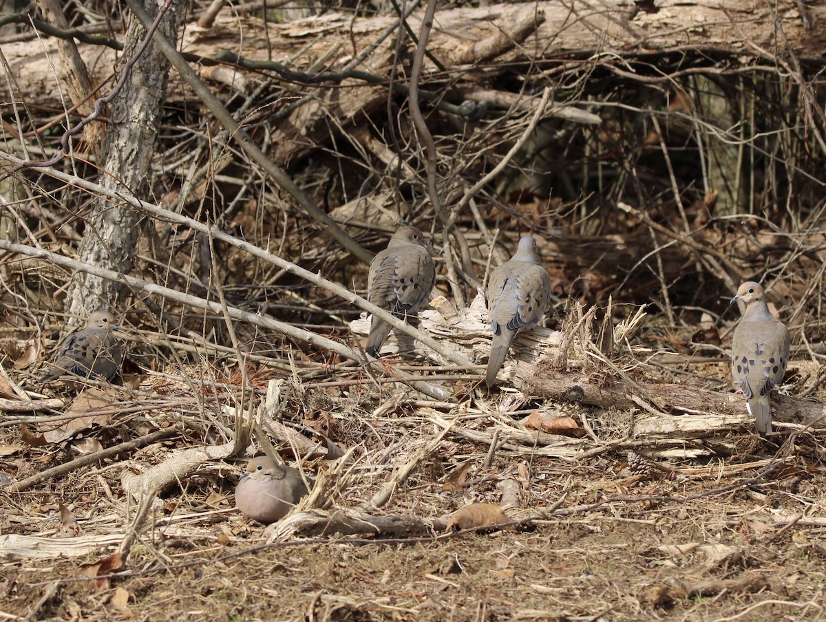 Mourning Dove - ML620286802