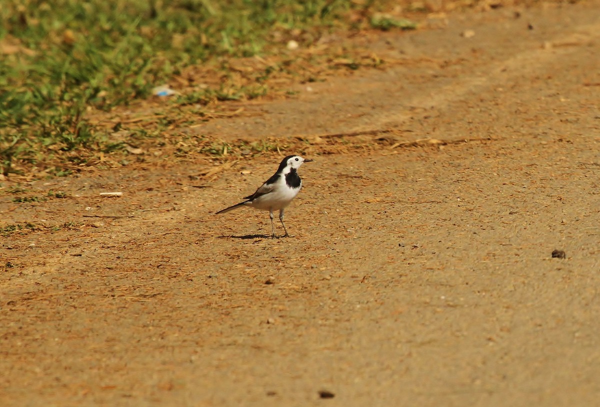 White Wagtail - ML620286803