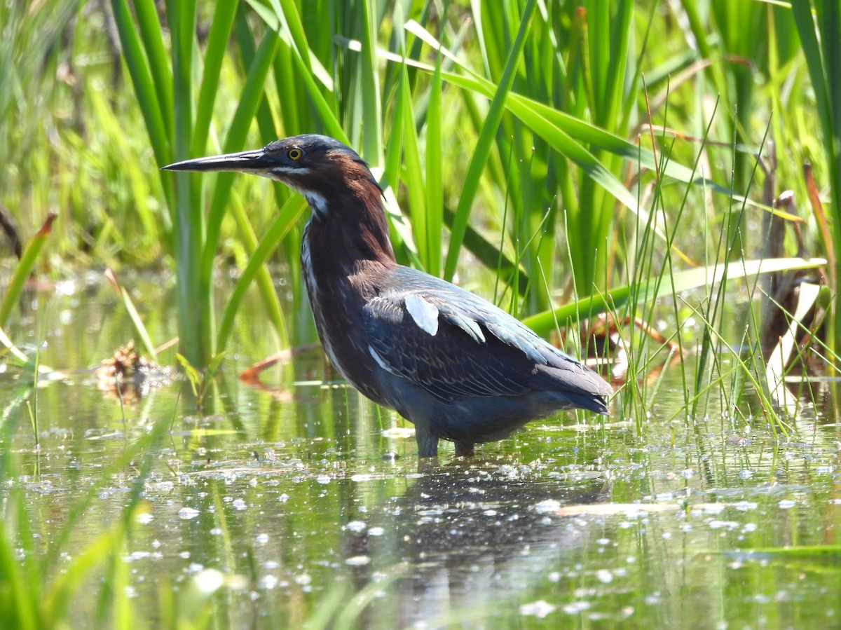 Green Heron - ML620286806