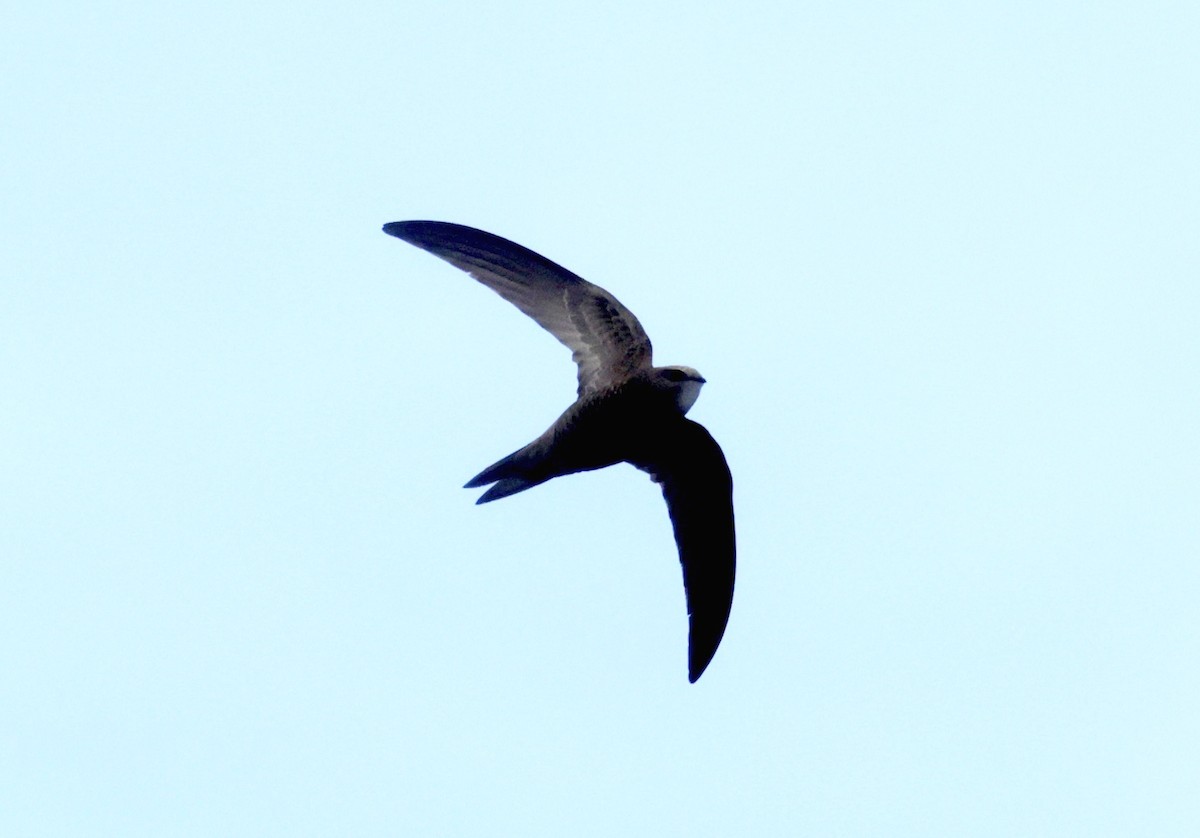 Pallid Swift - ML620286807