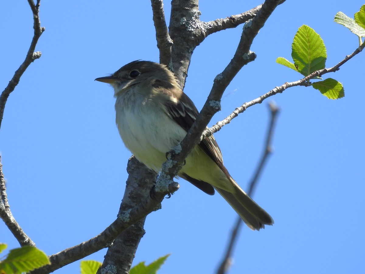 Alder Flycatcher - ML620286808