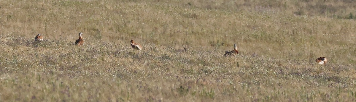 Great Bustard - ML620286810