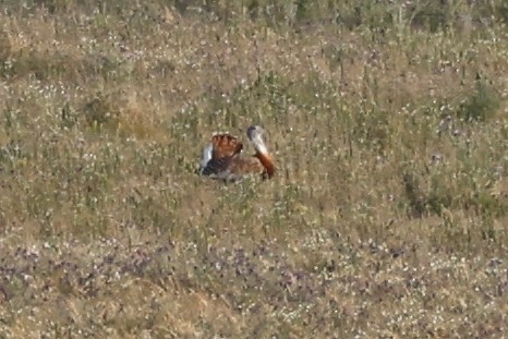 Great Bustard - ML620286811