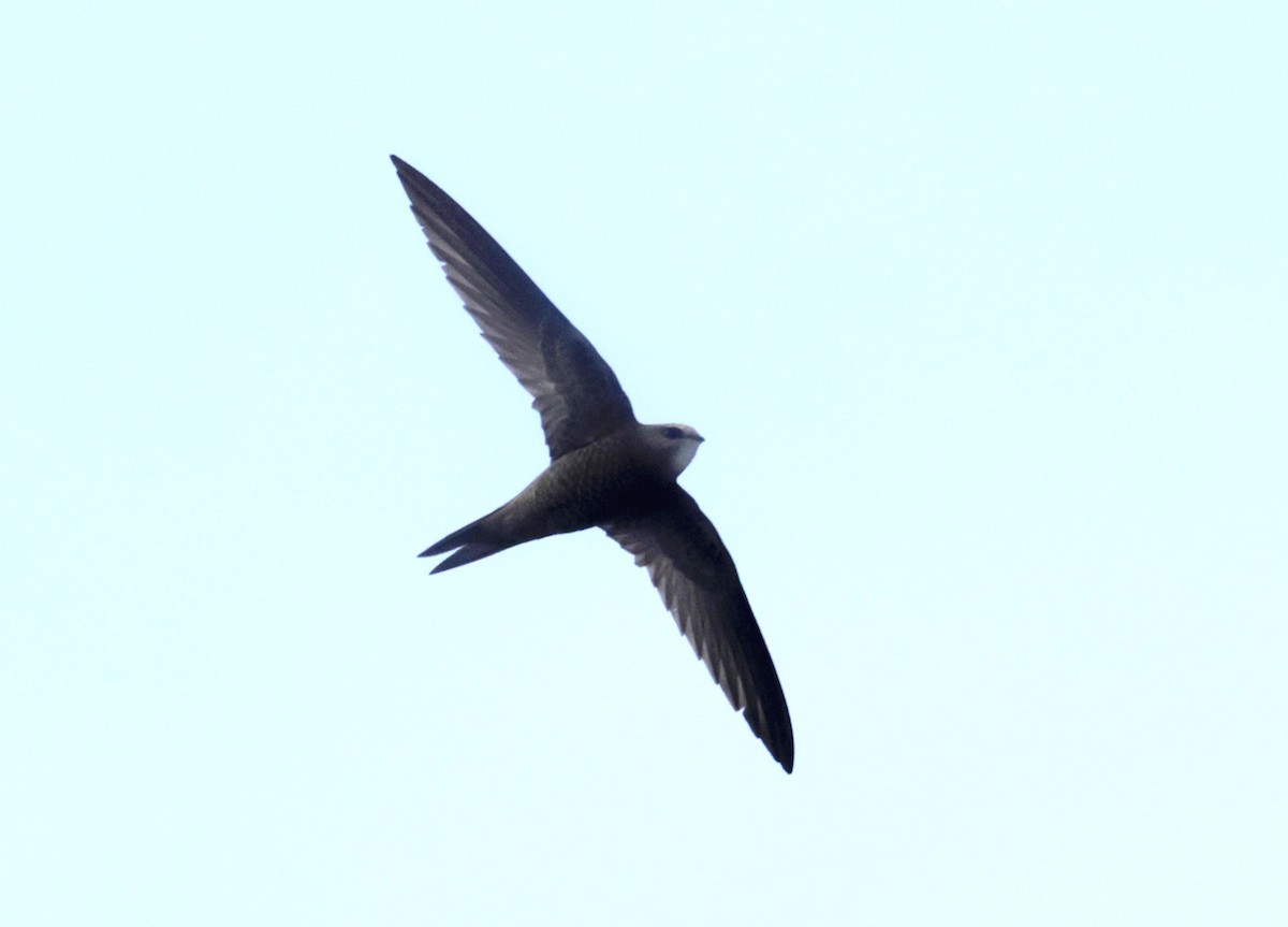 Pallid Swift - ML620286815