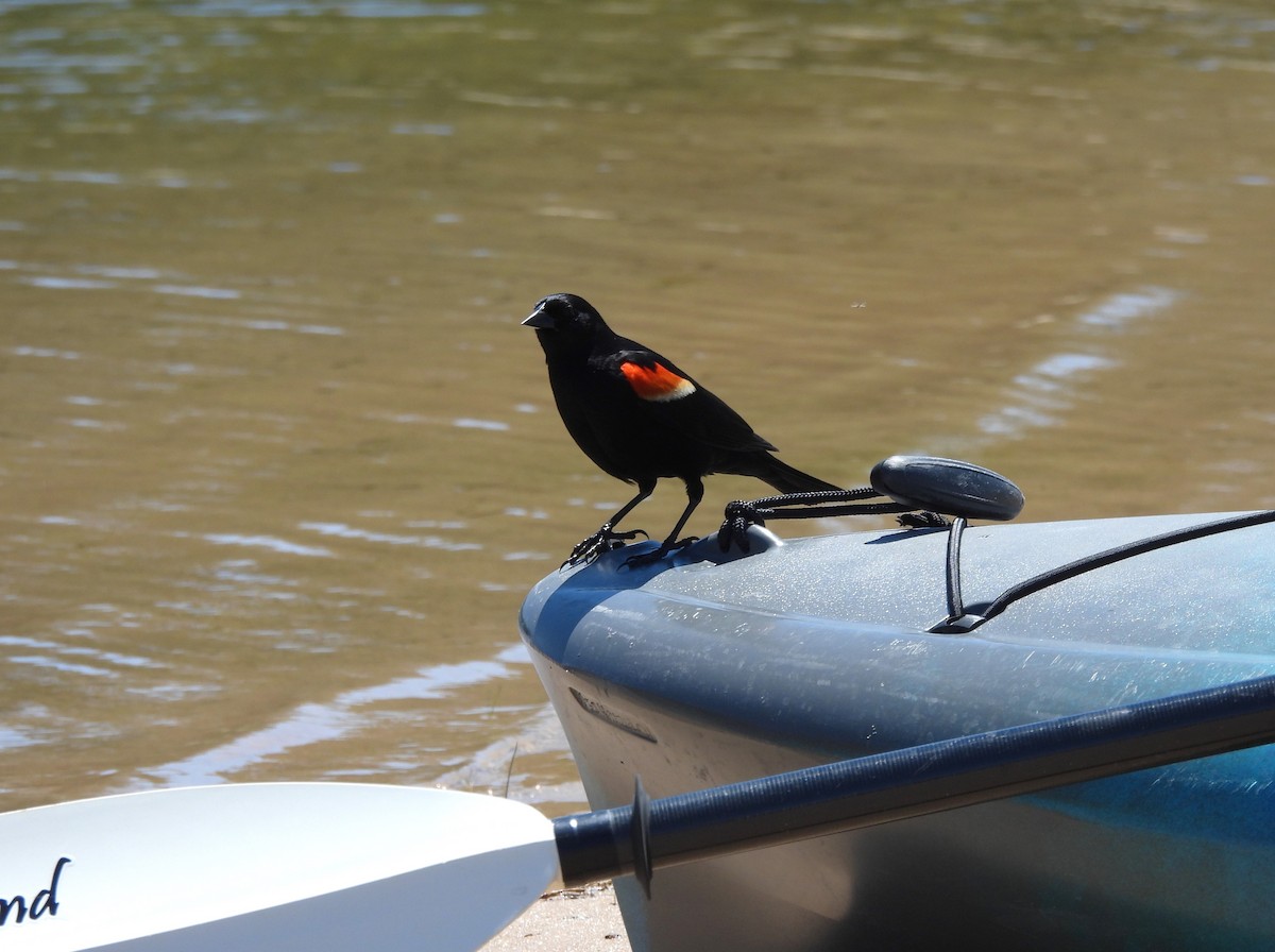 Red-winged Blackbird - ML620286818