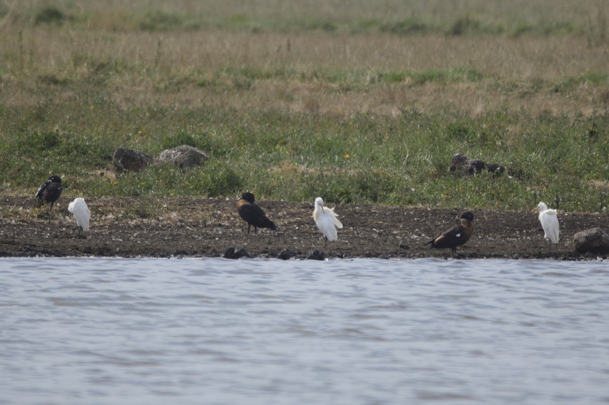 Eastern Cattle Egret - ML620286819