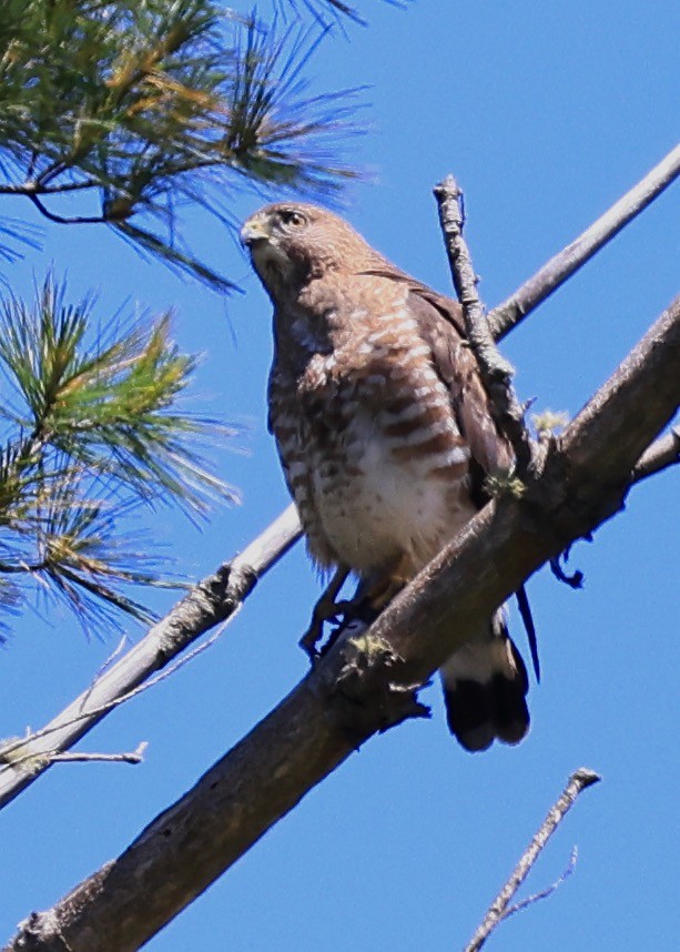 Broad-winged Hawk - ML620286820