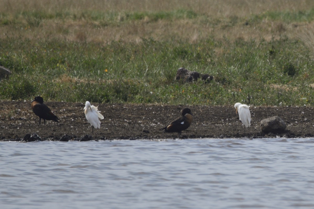 Eastern Cattle Egret - ML620286821