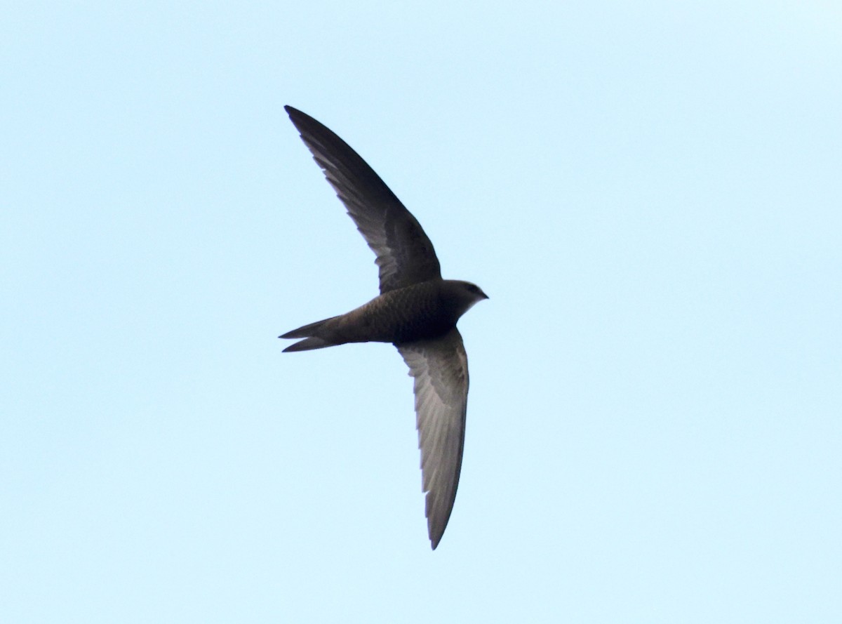 Pallid Swift - ML620286822