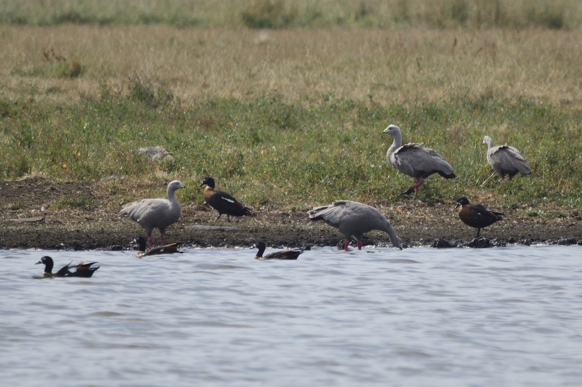 Cape Barren Goose - ML620286823