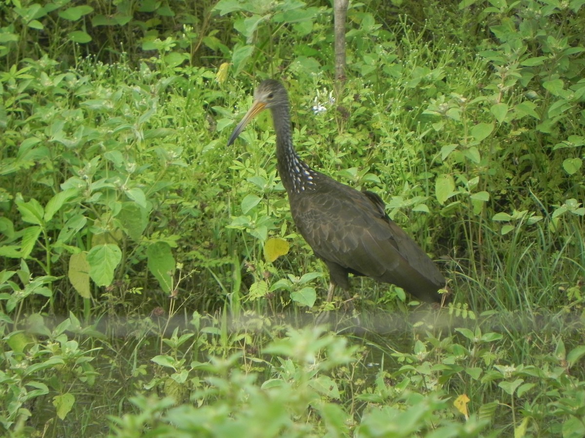 Limpkin - ML620286831