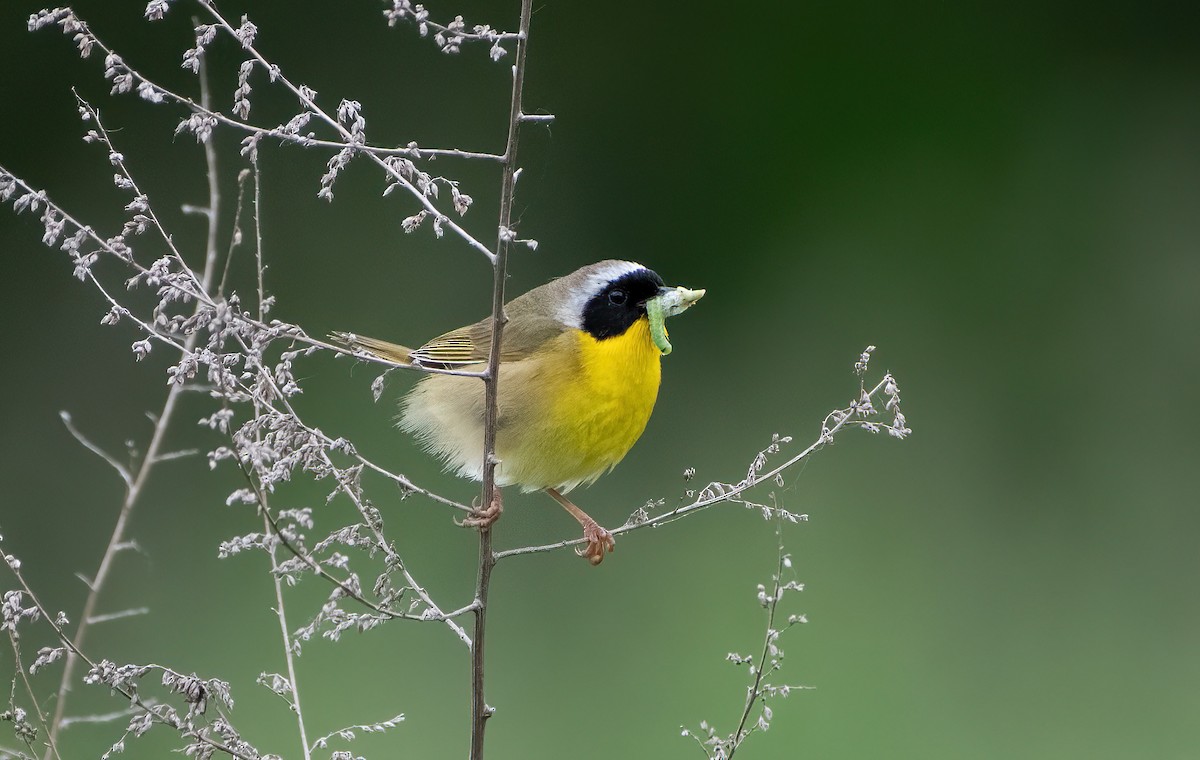 Common Yellowthroat - ML620286832