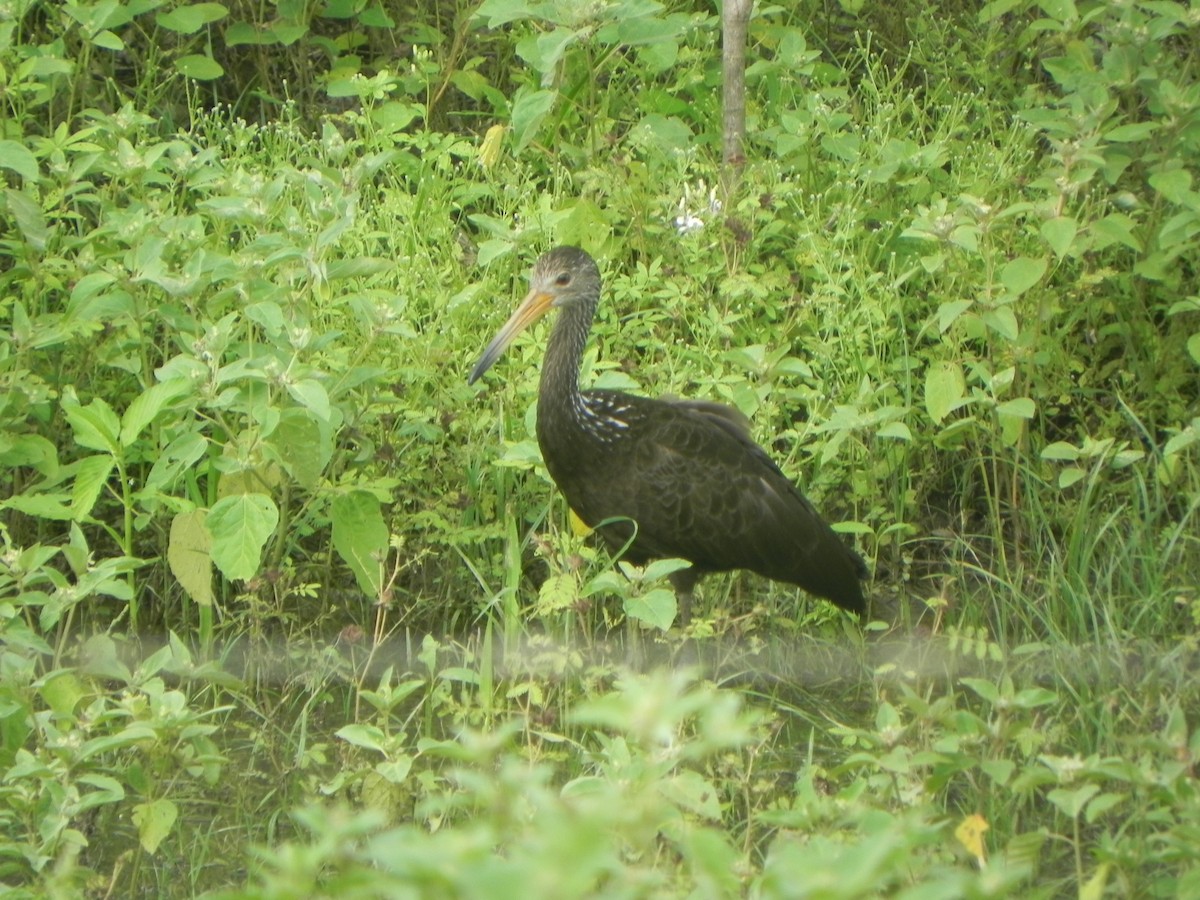 Limpkin - ML620286833