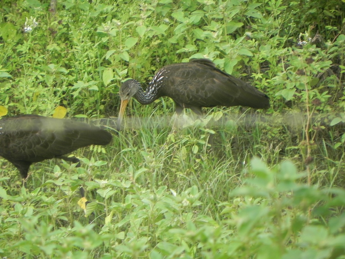 Limpkin - John Calderón Mateus