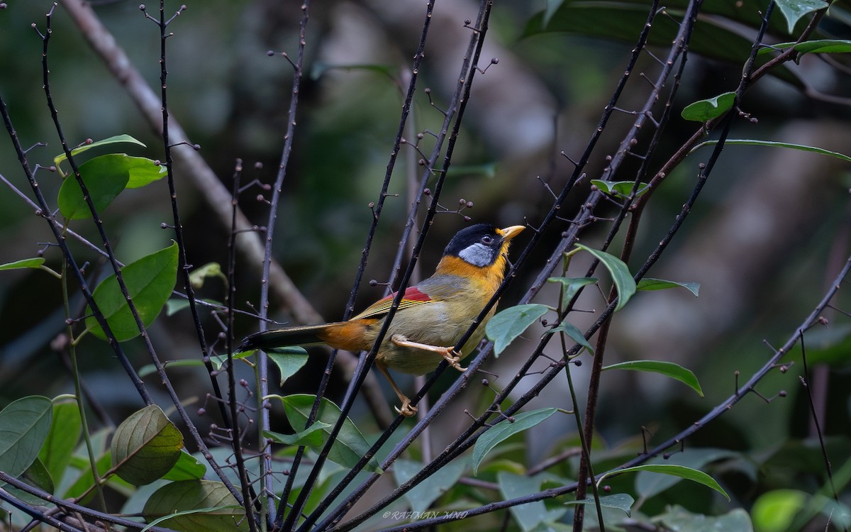 Leiótrix Cariblanco (grupo argentauris) - ML620286838