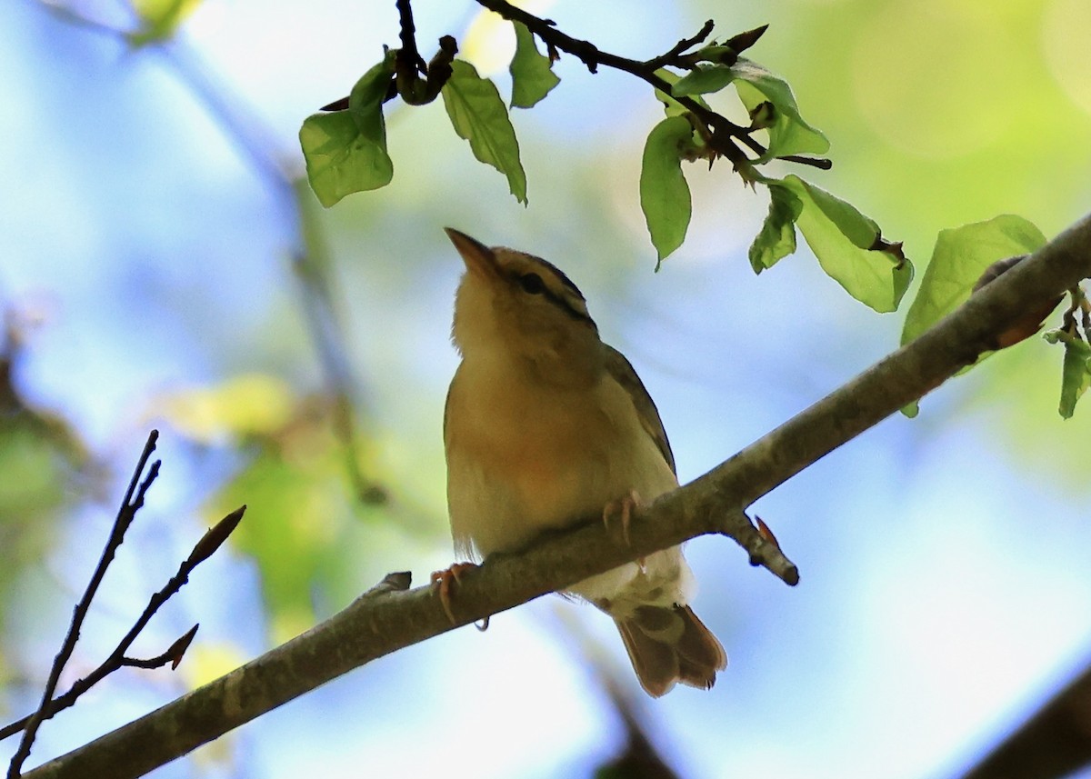 Worm-eating Warbler - ML620286840