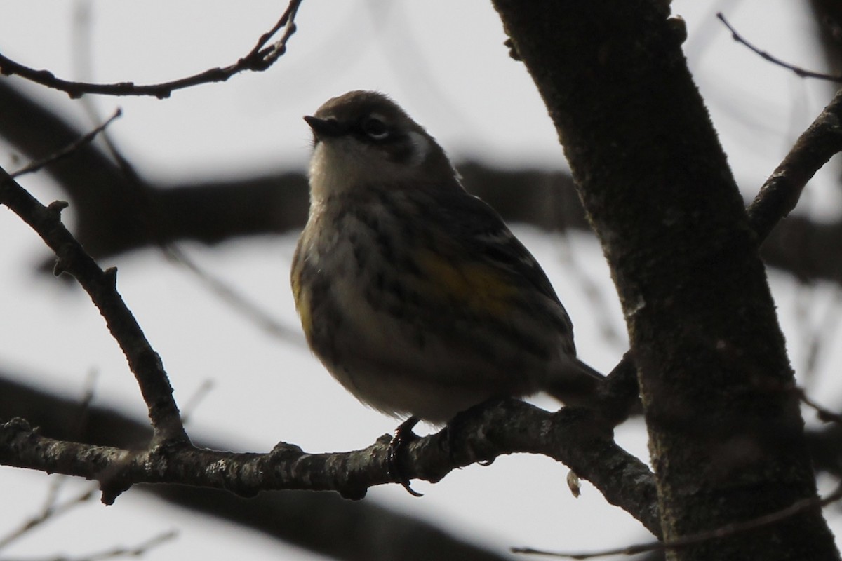 Yellow-rumped Warbler (Myrtle) - ML620286844